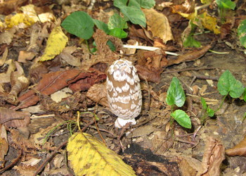 Specht-Tintling (Coprinopsis picacea) - © Bernard Wieser